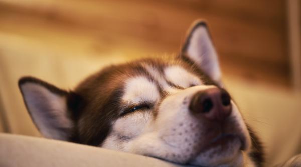 de ce cainele tau doarme cu ochii deschisi