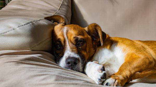 cainii pot fi suparati pe stapanii lor ce spun expertii despre emotiile canine