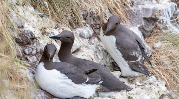 semnal de alarma milioane de pasari marine ar fi murit in urma unui singur val de caldura