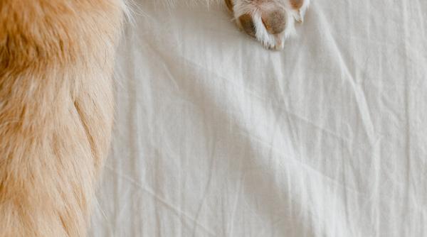 el este hachiko din ucraina care isi asteapta stapanul omorat pe front foto in articol