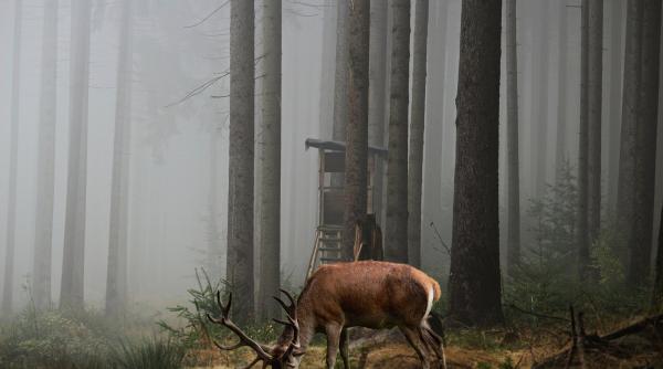 braconajul o infractiune cu multe ite unde si ce poti vana in romania