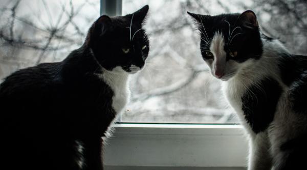 de ce devin pisicile geloase ce trebuie sa faci