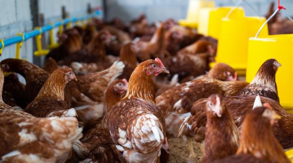 caz de gripa aviara la om pacientul a fost spitalizat