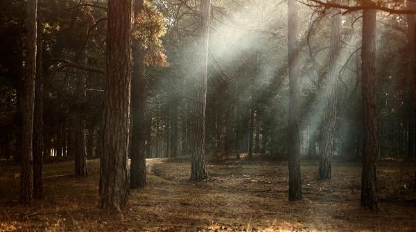 ce spun ong urile de mediu despre adoptarea noului cod silvic