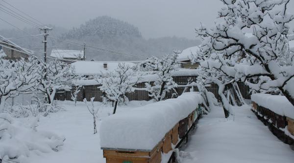 anm avertizari de cod galben si portocaliu de vreme extrema in jumatate de tara