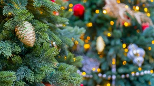 cine a impodobit primul brad de craciun din romania dan negru lucruri mai putin stiute