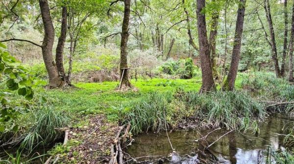 centura verde a capitalei cu un pas mai aproape de realitate drumul lung al noului cod silvic