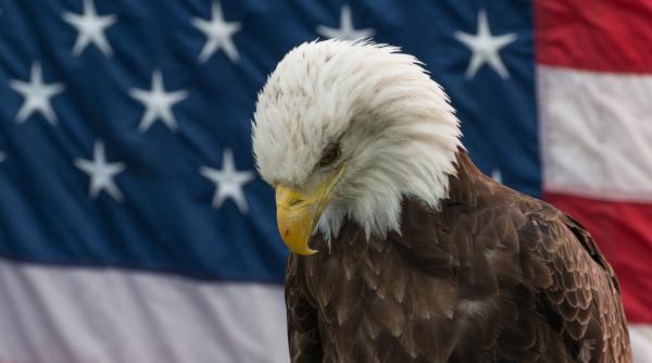 vulturul cu cap alb oficial pasarea nationala a statelor unite ale americii dupa 250 de ani