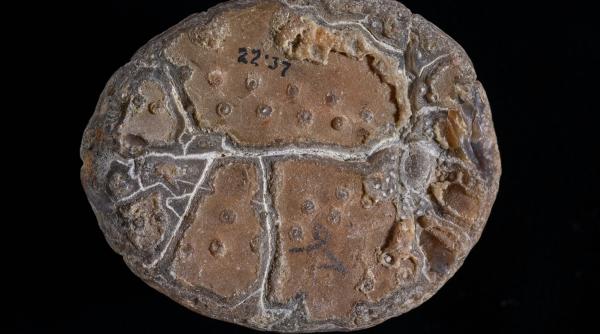 misterul unei fosile de planta extraterestra a fost elucidat dupa 55 de ani dar in acelasi timp le a ridicat noi intrebari cercetatorilor