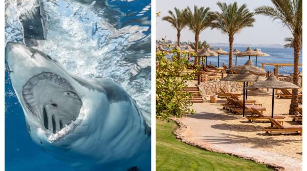doi turisti atacati de rechin in egipt intr o statiune renumita unul a murit