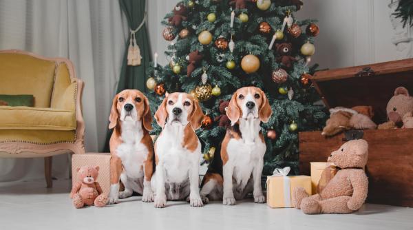 cum iti pregatesti cainele pentru artificiile si petardele de revelion medicul andrei tutuneanu ponturi extrem de utile