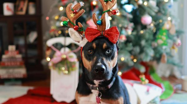 cum sa ti protejezi cainele de petarde si artificii 10 sfaturi pentru un revelion linistit