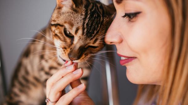 7 motive pentru care te linge pisica cum o poti opri