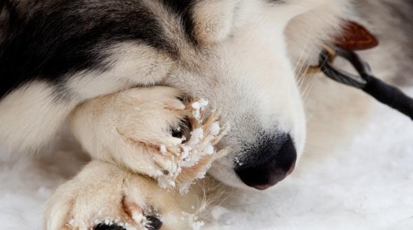 de ce cainele tau isi linge constant labutele ce incearca sa ti spuna de fapt trebuie sa cunosti acest semn