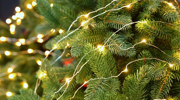 agentia pentru alimentatie din belgia avertisment cu privire la brazii de craciun nu ii mancati