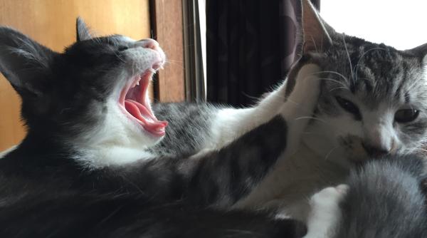 de ce se lupta pisicile intre ele cum le poti opri