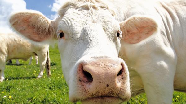 focarul de febra aftoasa din germania ar putea aduce ieftiniri ale carnii si laptelui in romania