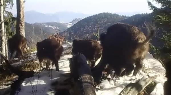 mistreti fara numar intr o padure a parcului national piatra craiului video