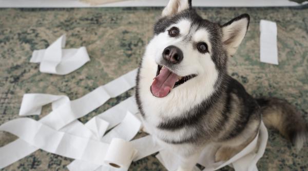 3 motive surprinzatoare pentru care cainele isi inclina capul