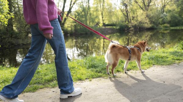 cum sa iti inveti cainele sa nu mai traga lesa