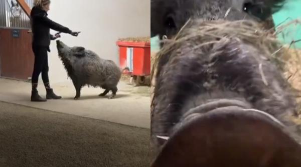 povestea mistretei rillette a facut inconjurul lumii o instanta a salvat o de la moarte permitand ca aceasta sa ramana cu stapana sa video