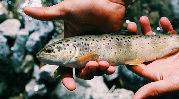 solutii pentru a avea peste pe masa marian avram propuneri pentru dezvoltarea acvaculturii in romania video