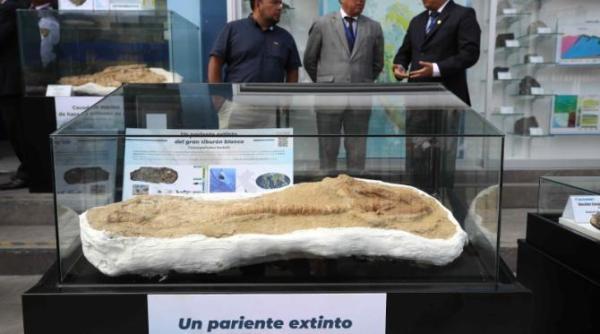 descoperire uluitoare in peru cum arata fosilele unui stramos al rechinului alb