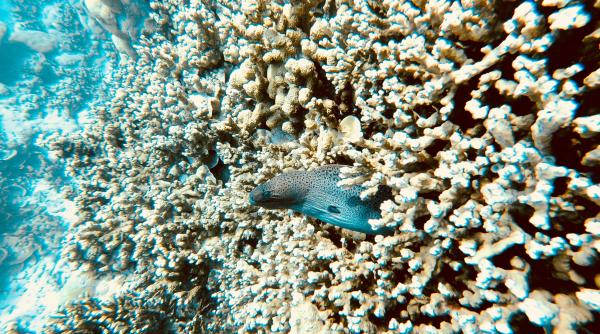 semnal de alarma de la cercetatori sudul marii bariere de corali vizat de un eveniment catastrofal de albire