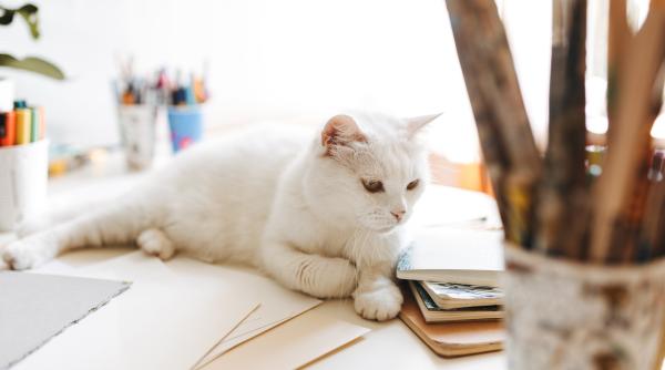 4 motive surprinzatoare pentru care pisicile se aseaza pe diverse lucruri