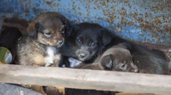 amenda uriasa pentru un barbat care a abandonat mai multi pui de caine