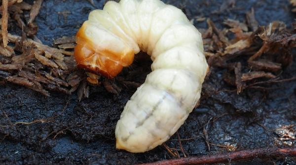 ue a autorizat pudra de larva de faina ca un super aliment