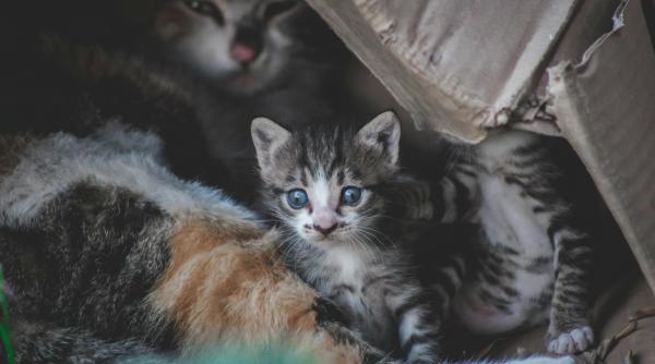 cat dureaza gestatia si nasterea la pisici