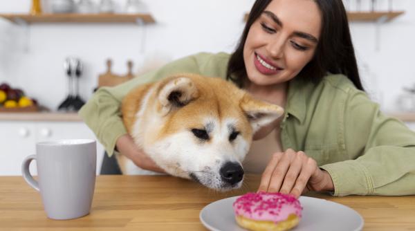 motivele pentru care cainele tau este tot timpul flamand