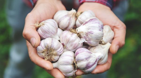 cum previi incoltirea usturoiului si unde trebuie pastrat pe termen lung