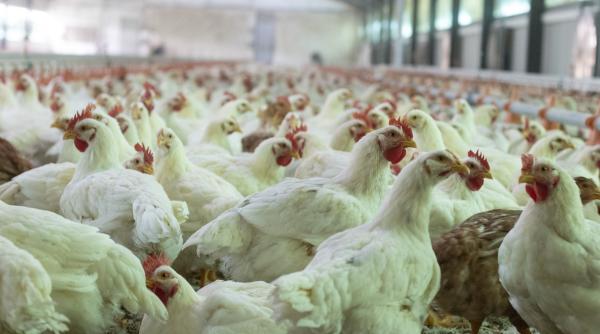 de ce puiul romanesc e la mare cautare in europa