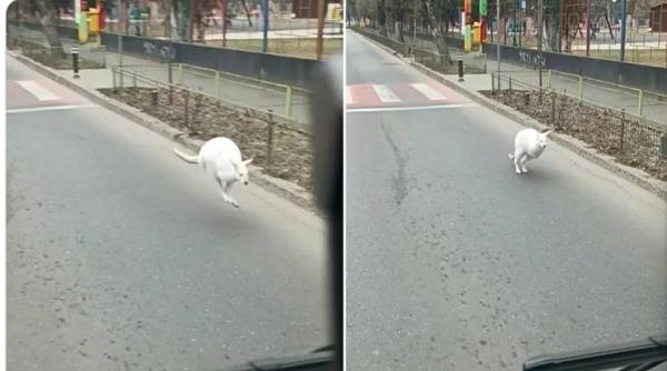 un pui de cangur a fost gasit pe o strada din sectorul 5 al capitalei