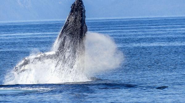 un tanar de 24 de ani inghitit de balena in timp ce era pe caiac a fost eliberat intreg