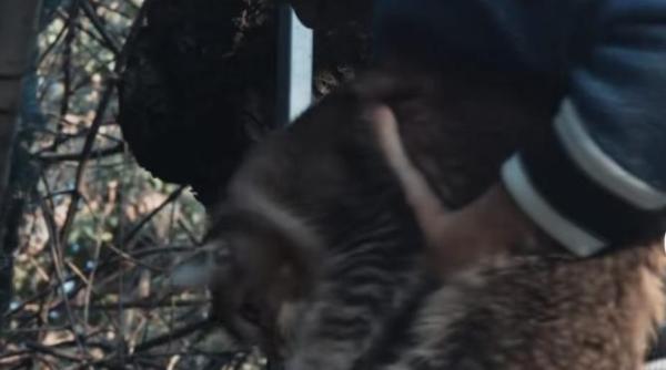 marcel ciolacu operatiune de salvare in copac premierul nevoit sa escaladeze pentru a si recupera pisica