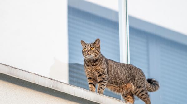 de ce alearga cateodata pisica in mod haotic prin casa
