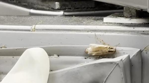 gandacul ala are familie da dupa ce a tras obloanele in carrefour baneasa piedone anpc a intrat in forta in afi cotroceni video