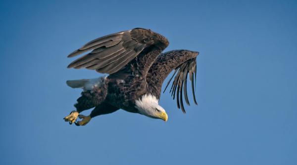 cum stim unde dispar pasarile calatoare iarna un biolog explica pas cu pas