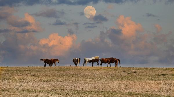ce sa faci cand e luna noua in pesti conecteaza te cu intuitia si lasa trecutul in urma