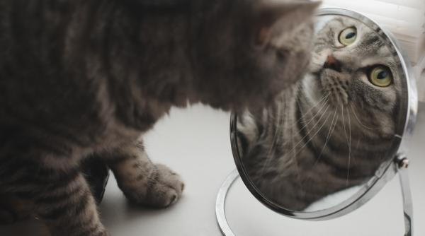 pot pisicile sa se recunoasca in oglinda