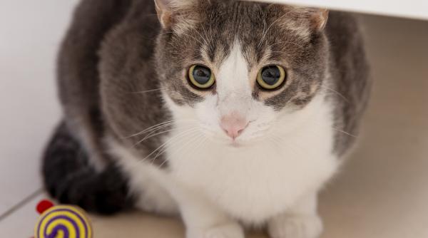 de ce se tem pisicile factorii care le influenteaza starea de anxietate