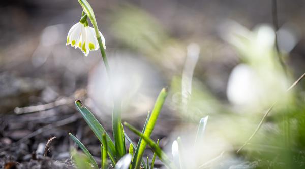 horoscop martie 2025 pentru balanta scorpion sagetator capricorn varsator si pesti