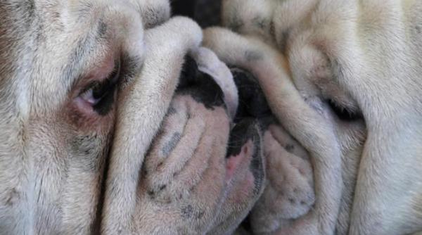 jaf ca n filme trei barbati au furat doi pui de bulldog de 8000 de dolari dintr un magazin