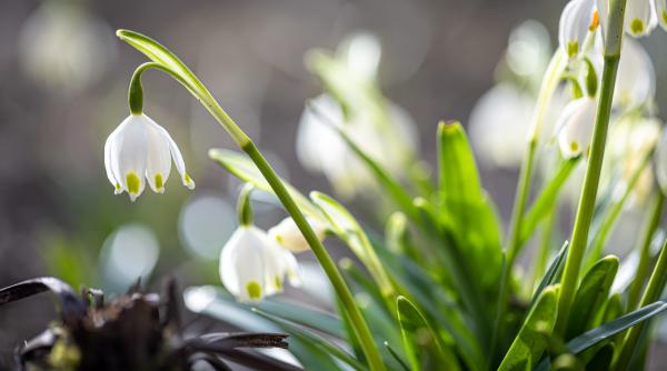 vine sau nu primavara florinela georgescu anm vremea in prima saptamana din martie 2025 video