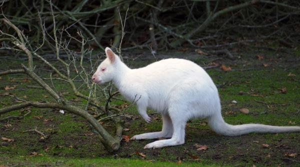 adevarul din spatele imaginilor cu cangurul alb filmat in capitala prof paulina anastasiu avertisment speciile invazive au impact si asupra sanatatii noastre