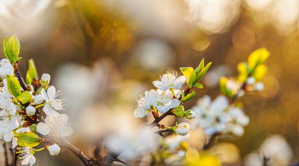 fenomenul extrem care poate pune in pericol recoltele florinela georgescu anm speram sa nu avem un astfel de episod video