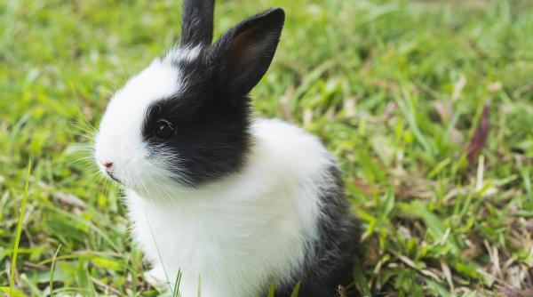 imagine virala cu un iepuras salvat dintr un incendiu foto in articol